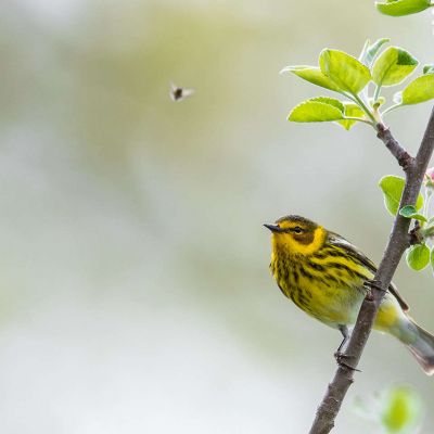 Cape May Warbler in Apple Blossoms