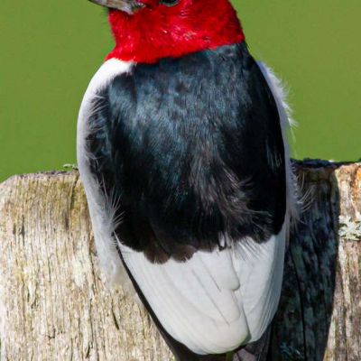 Red Headed Woodpecker