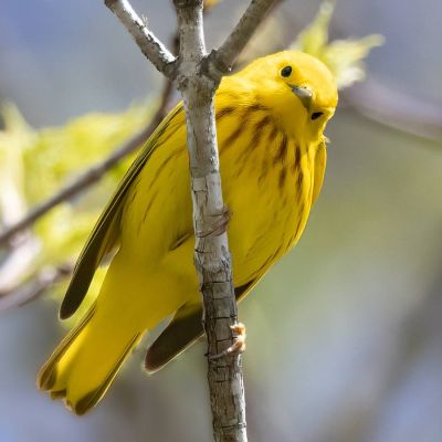 Yellow Warbler