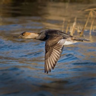 Hooded Merganser Flying Pea Island