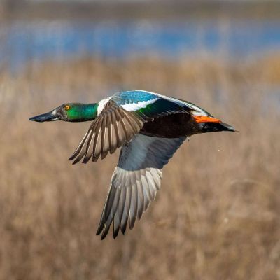 Northern Shoveler Drake Duck