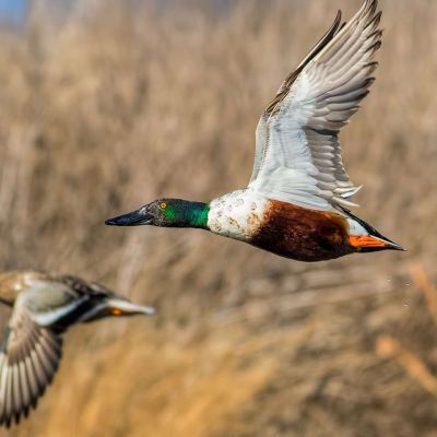 Northern Shoveler Drake & Hen Duck