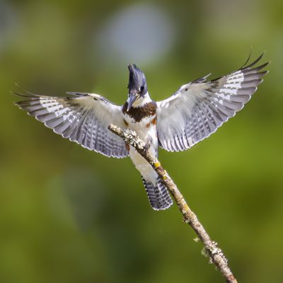 Belted King Fisher Pee Dee NWR