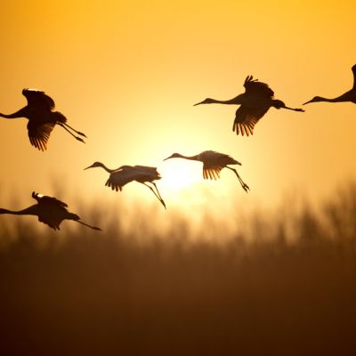 Sandhill Cranes at Sunrise