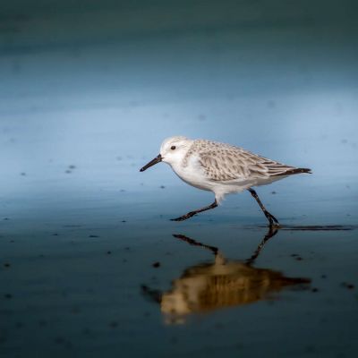 Semipalmated Sandpiper 