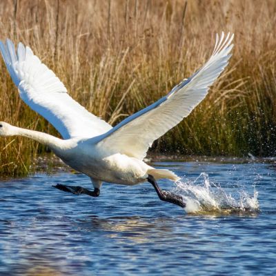 Tundra Swan