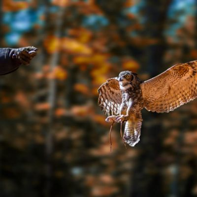 Great Horned Owl