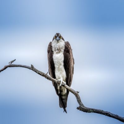 Osprey resting after the hunt