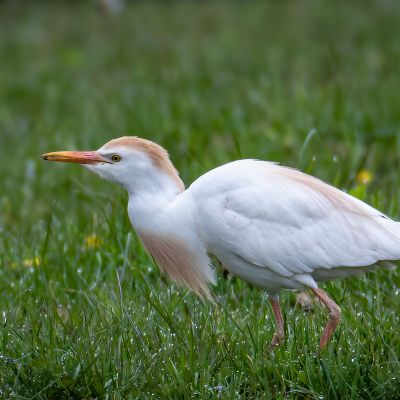 Cattle Egret with a bug