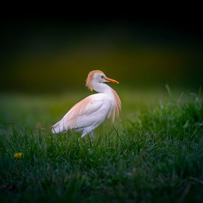 Cattle Egret