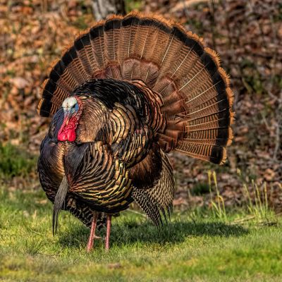 Turkey Gobbler Strutting