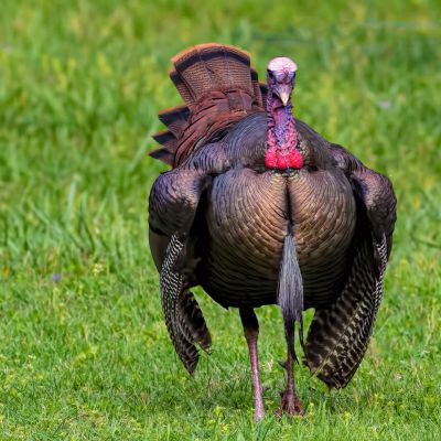 Turkey Gobbler ready to Strut