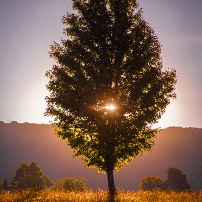 Morning dawns through the tree