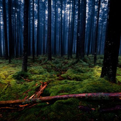 Gaudineer Knob Spruce Pine Forest