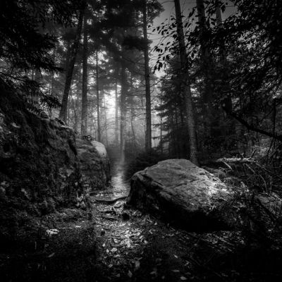 Gaudineer Knob Spruce Pine Forest