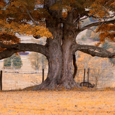 Kissing Trees