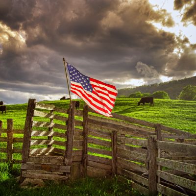 Cattle and American Flag
