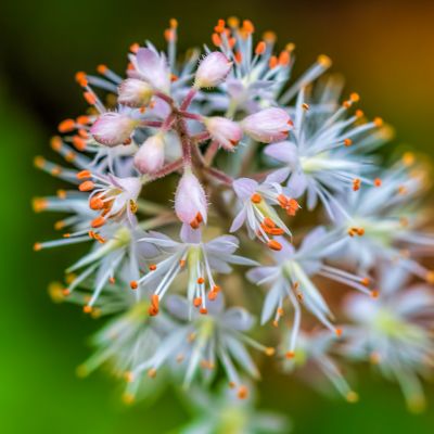 Heartleaf Foamflower