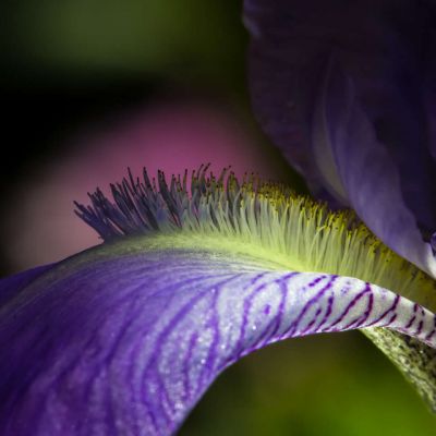 Wild Iris Flower