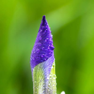 Wild Iris Flower Bud