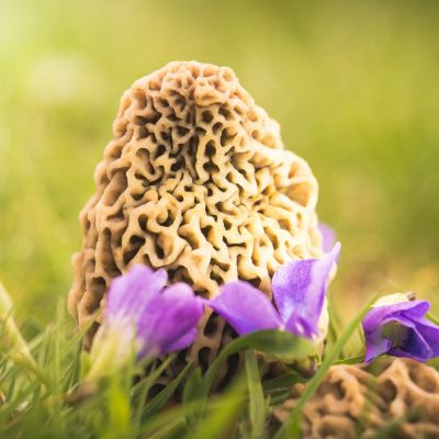 Morel Mushroom
