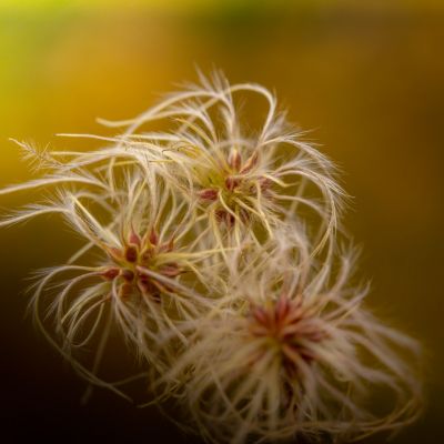 Clematis vitalba