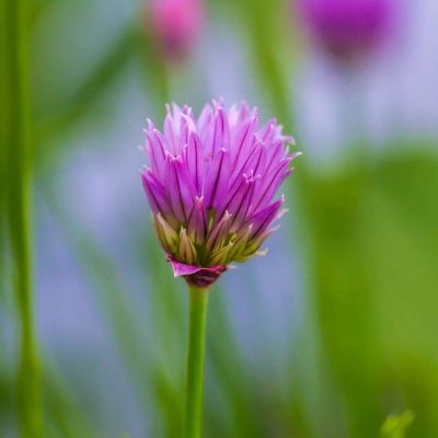 Chives flowering