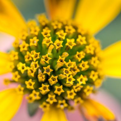 Black-eyed Susan Macro