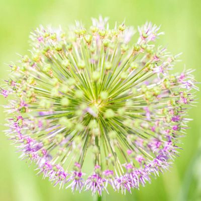 Ornamental Onion