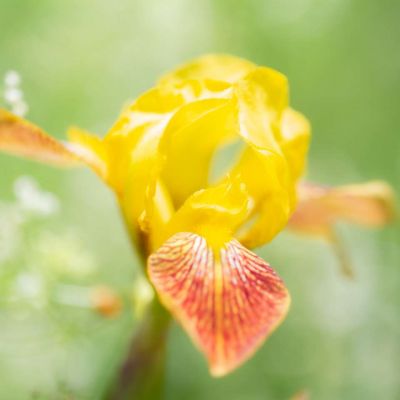 Yellow Orange Bearded Iris