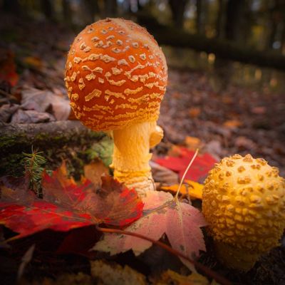 Yellow-orange Fly Agaric Mushroom