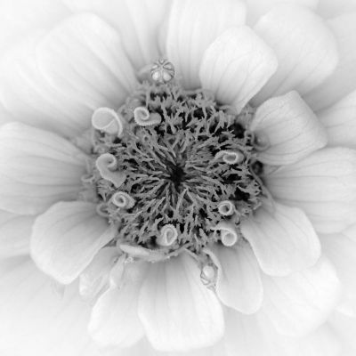Zinnia Flower