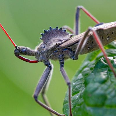 Assassin Beetle