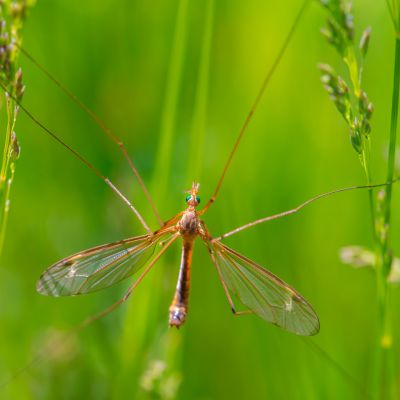 Crane Fly