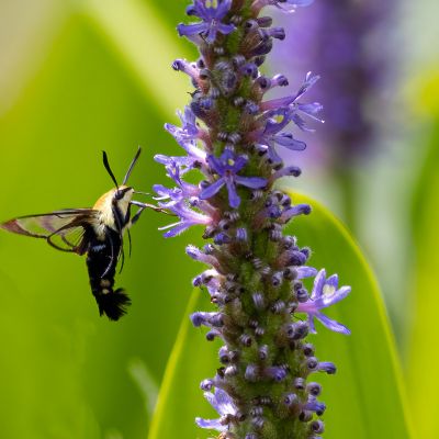 Snowberry Clearwing Moth