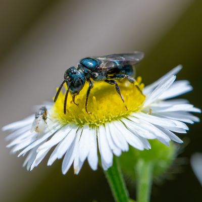 Blue Orchard Bee