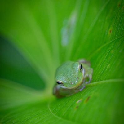 Green Tree Frog