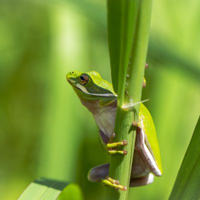 Green Tree Frog