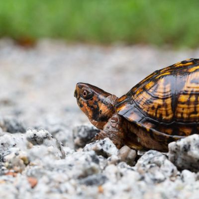 Box Turtle