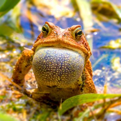 Fowler Toad Calling