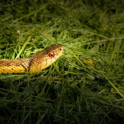 Garter Snake