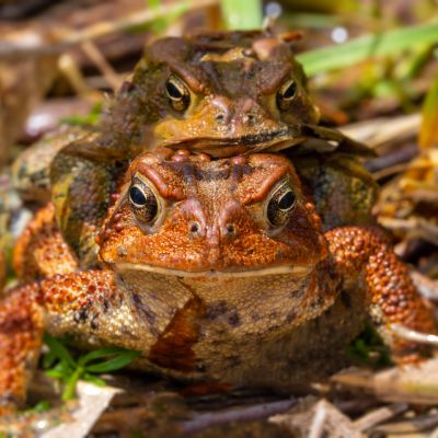 Mating Toads