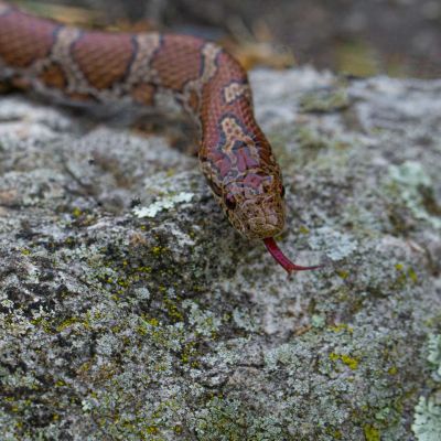 Corn Snake