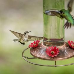 Ruby-throated Hummingbirds