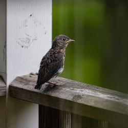 Baby Bluebird Fledging