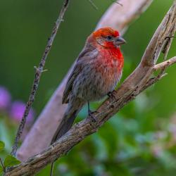House Finch