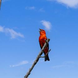 Scarlet Tanager