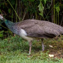 Female Peacock