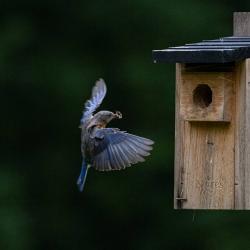 Bluebird Flying