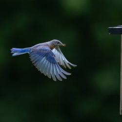 Bluebird Flying with insect
